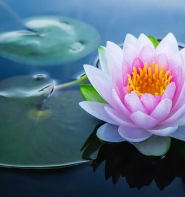 Ayurveda MasterClass Program | Scholarship Plan